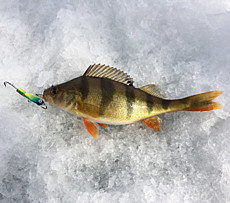 Окунь пойманный на балансир jig master Proff. оз. Банное Башкортостан