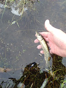 Щуренок.  Россия, Башкортостан, Абзелиловский район, оз. Давлетово