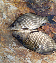 Караси. Россия, Республика Башкортостан, Абзелиловский район, запруда Гусево