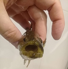 Ротан, Оз. Лебяжье, Янгельский, блесенка+легкое